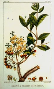 Représentation botanique du henné
