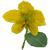 Fleur de Séné ou Cassia Obovata