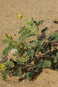 Cassia obovata / Senna italica