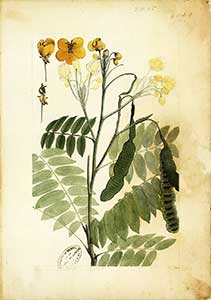 Botanische Darstellung der Cassia obovata / Senna italica