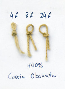 Fils de laine teints avec Cassia obovata | Senna italica (henné neutre ou incolore)