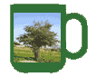 Tasse mit Sidr-Baum, Symbol für Absud aus Blättern des Syrischen Christusdorns Tasse mit Sidr-Baum, Symbol für Absud aus Blättern des Syrischen Christusdorns