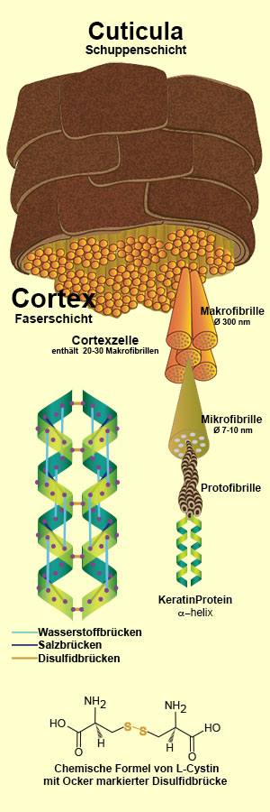Die Struktur des menschlichen Haares