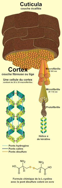 La structure des cheveux humains
