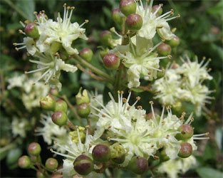 Blüten des Hennastrauchs (Lawsonia inermis)