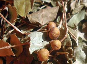 Graines et feuilles sechées du henné