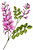 Indigopflanze