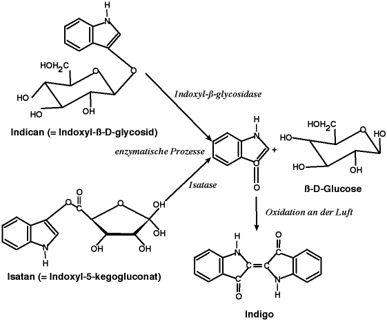 Entstehung des pflanzlichen Indigofarbstoffs aus den Glykosiden Indican bzw. Isantan B durch Fermentation Entstehung des pflanzlichen Indigofarbstoffs aus den Glykosiden Indican bzw. Isantan B durch Fermentation
