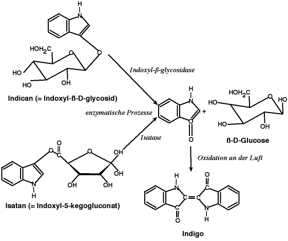 Entstehung des pflanzlichen Indigofarbstoffs aus den Glykosiden Indican bzw. Isantan B  durch Fermentation