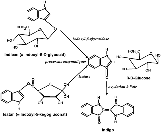 Formation du colorant végétal indigo à partir des glycosides indican ou isantan B par fermentation