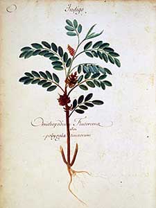 Botanische Darstellung des Indischen Indigo – Indigofera tinctoria –