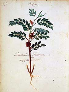 Indigofera tinctoria