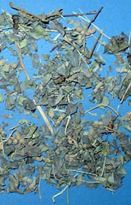Getrocknete Blätter der Katampflanze – Buxus dioica –