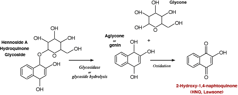 la formation chemique du colorant lawsone, 2Hydroxy-1,4-naphtochinon la formation chemique du colorant lawsone, 2Hydroxy-1,4-naphtochinon