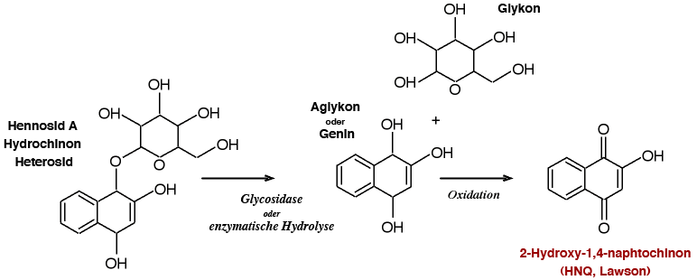 Entstehung des Hennafarbstoffs Lawson, 2Hydroxy-1,4-naphtochinon Entstehung des Hennafarbstoffs Lawson, 2Hydroxy-1,4-naphtochinon