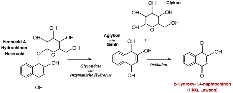 la formation chemique du colorant lawsone, 2Hydroxy-1,4-naphtochinon