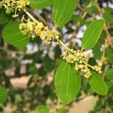 Zweig mit Blüten und Blätter des Sidrbaumes – Ziziphus spina christi – Zweig mit Blüten und Blätter des Sidrbaumes – Ziziphus spina christi –