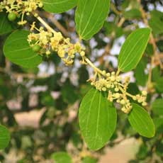 Zweig mit blüten und Blätter von Ziziphus spina christi