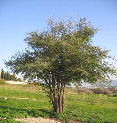 Arbre du Ziziphus spina christi