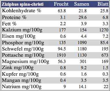 Nährwert-Tabelle zu Frucht, Samen und Blatt des Sidrbaumes oder Christusdorns  – Ziziphus spina christi –